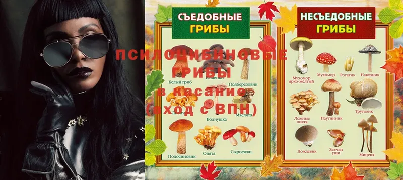 закладки  Стрежевой  Галлюциногенные грибы Psilocybe 